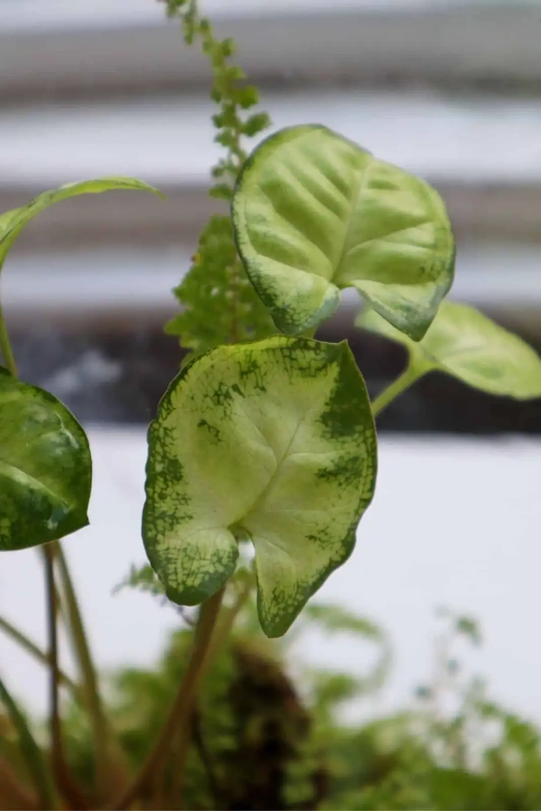 syngonium juvenile and mature leaves