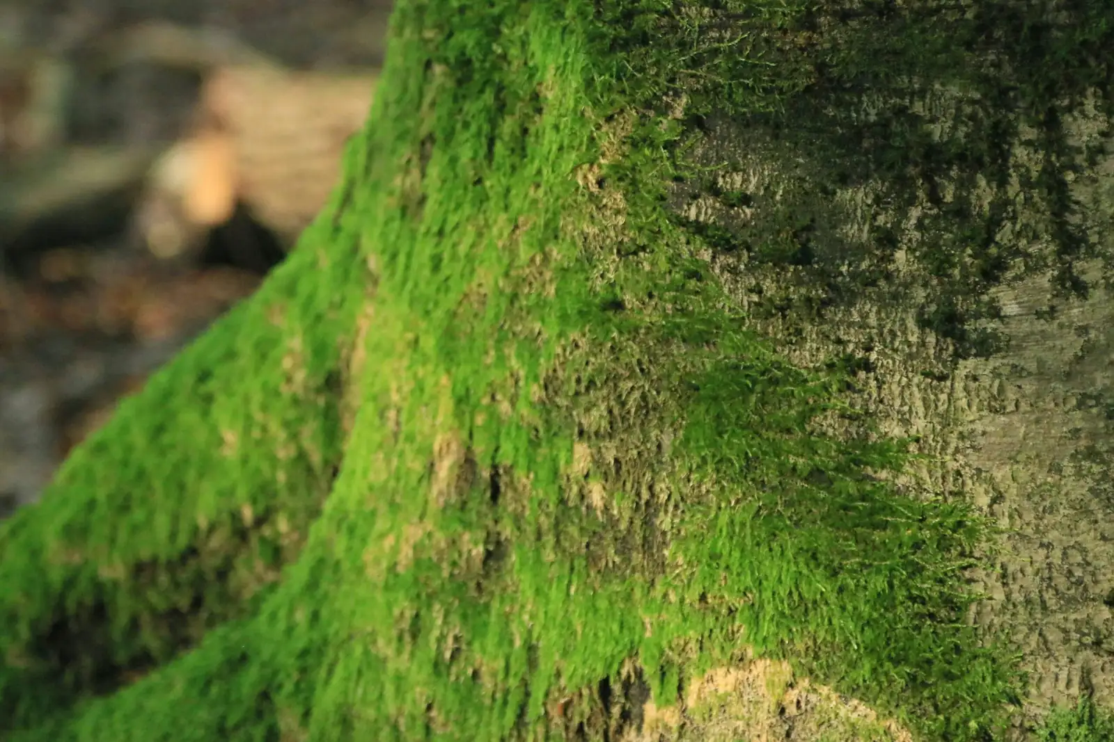 syngonium climbing moss pole close-up