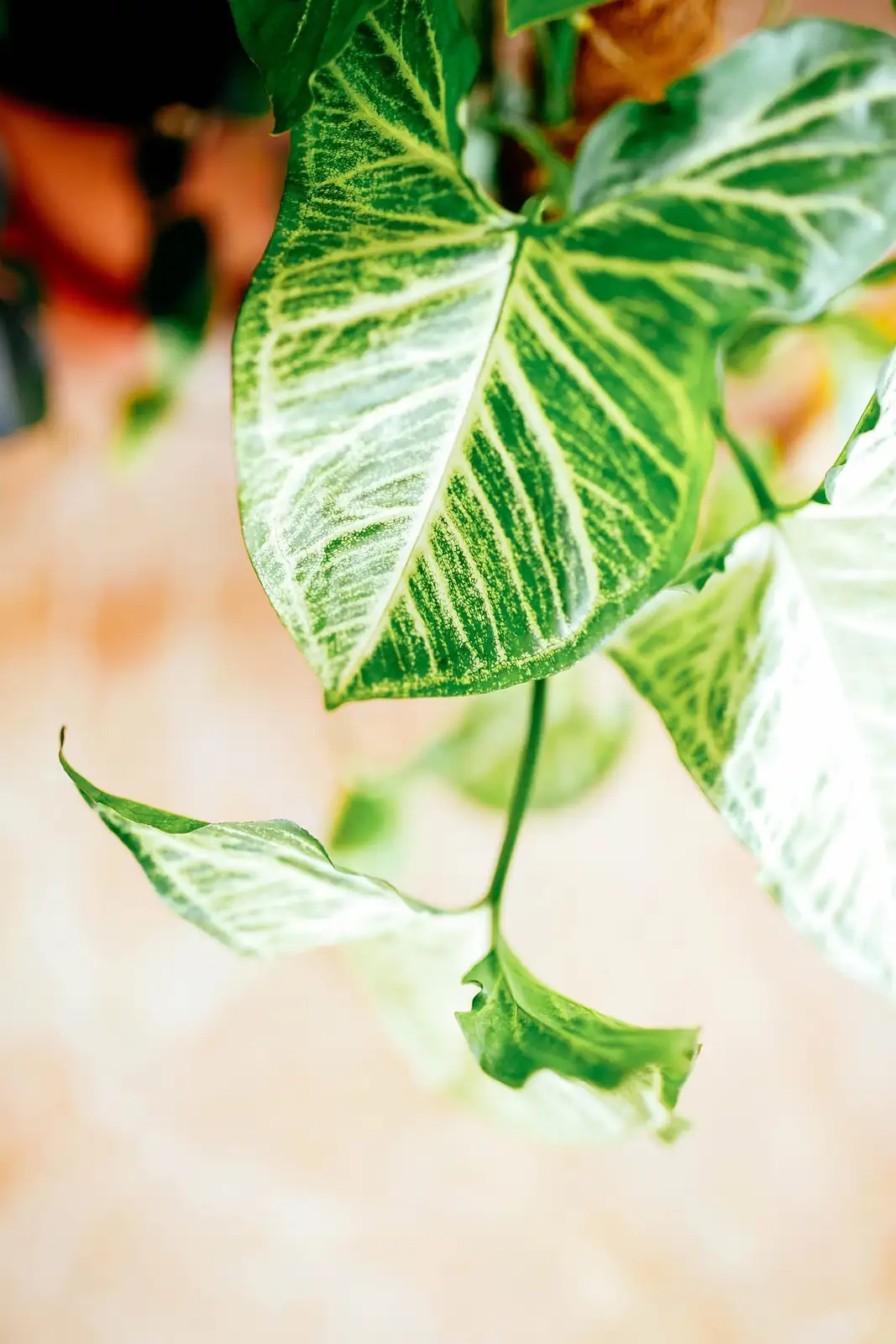 syngonium mature lobed leaf close-up