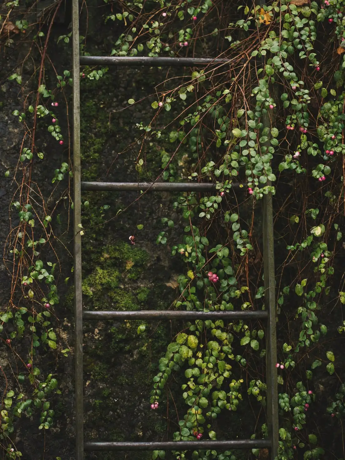 syngonium climbing moss pole indoor