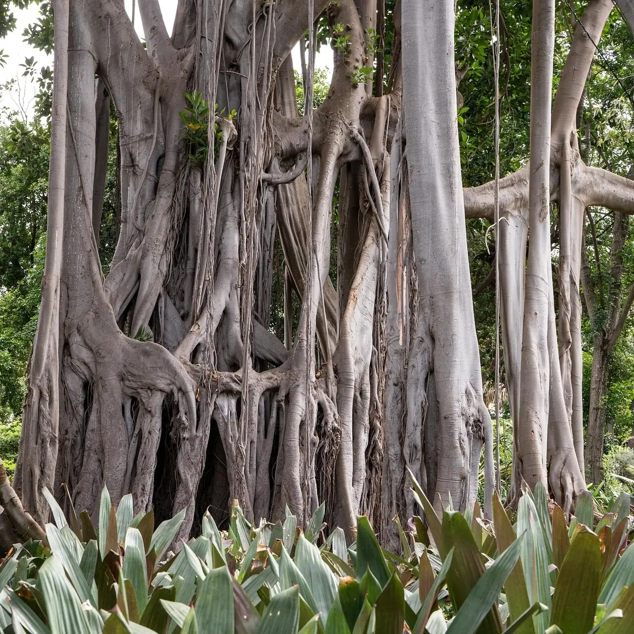 syngonium aerial roots close-up