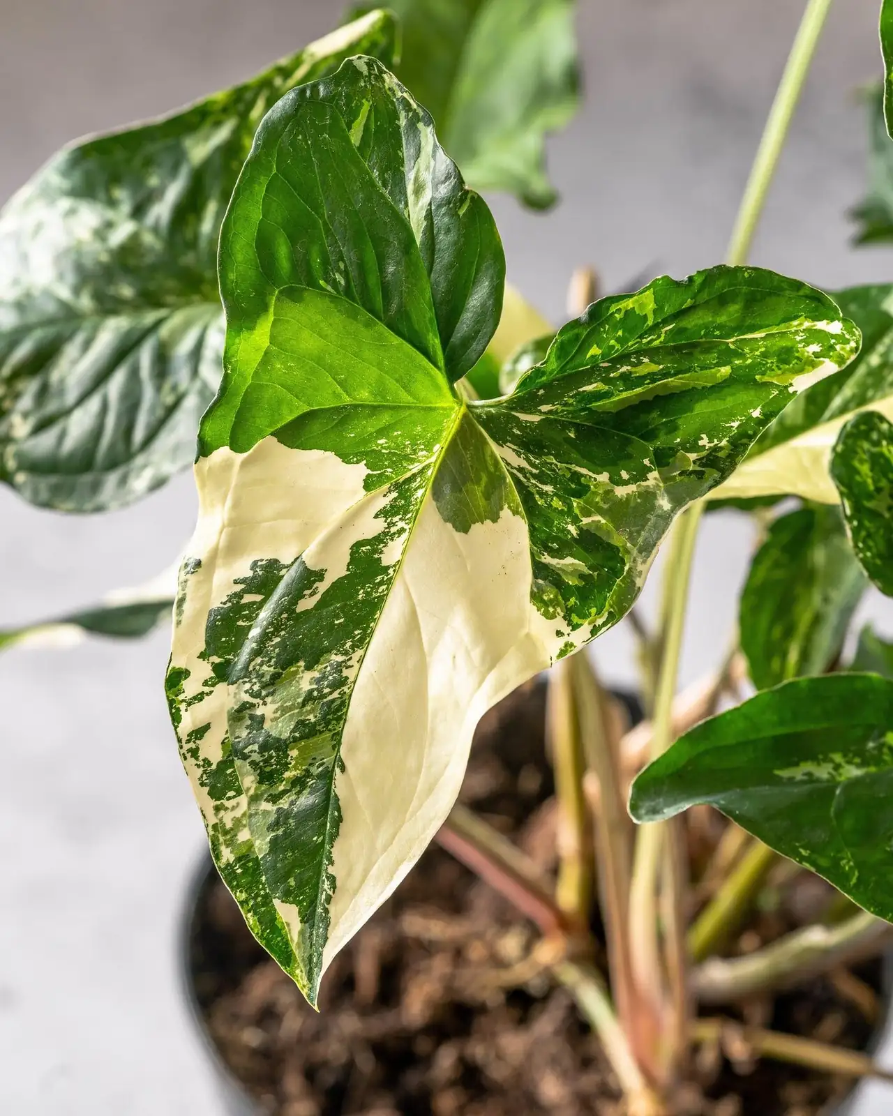 花语考据学：合果芋为何象征“单纯与平衡”？从雨林叶形到东亚家居与星座文化