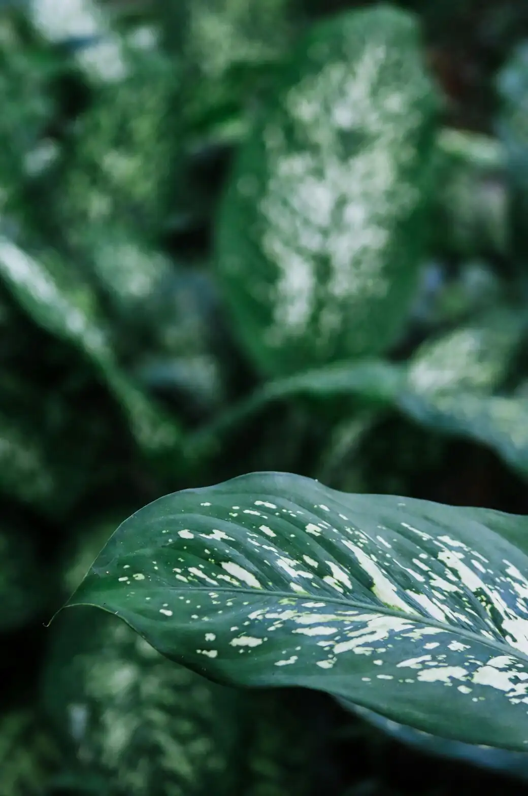 syngonium arrowhead leaf close-up