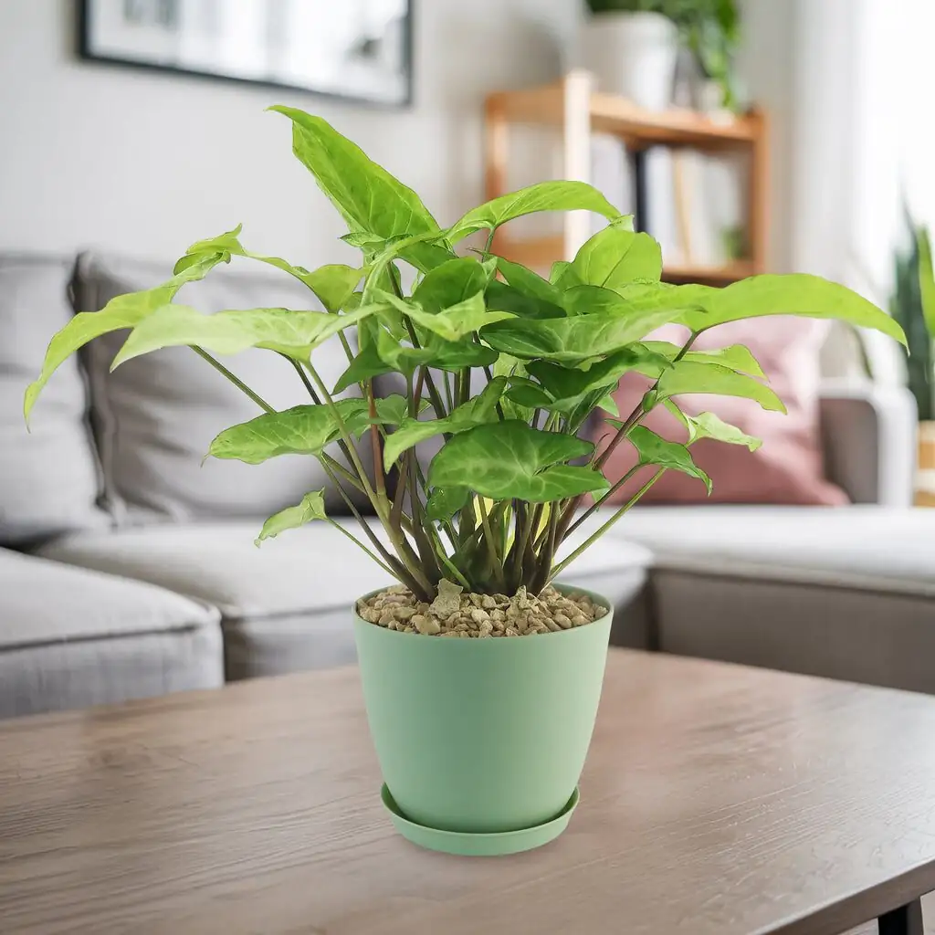 syngonium on bookshelf living room