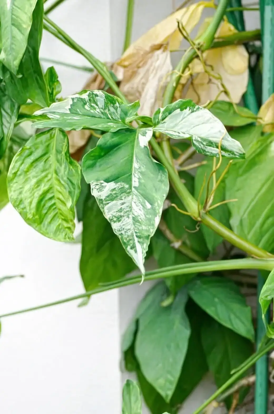 syngonium variegated leaf close-up
