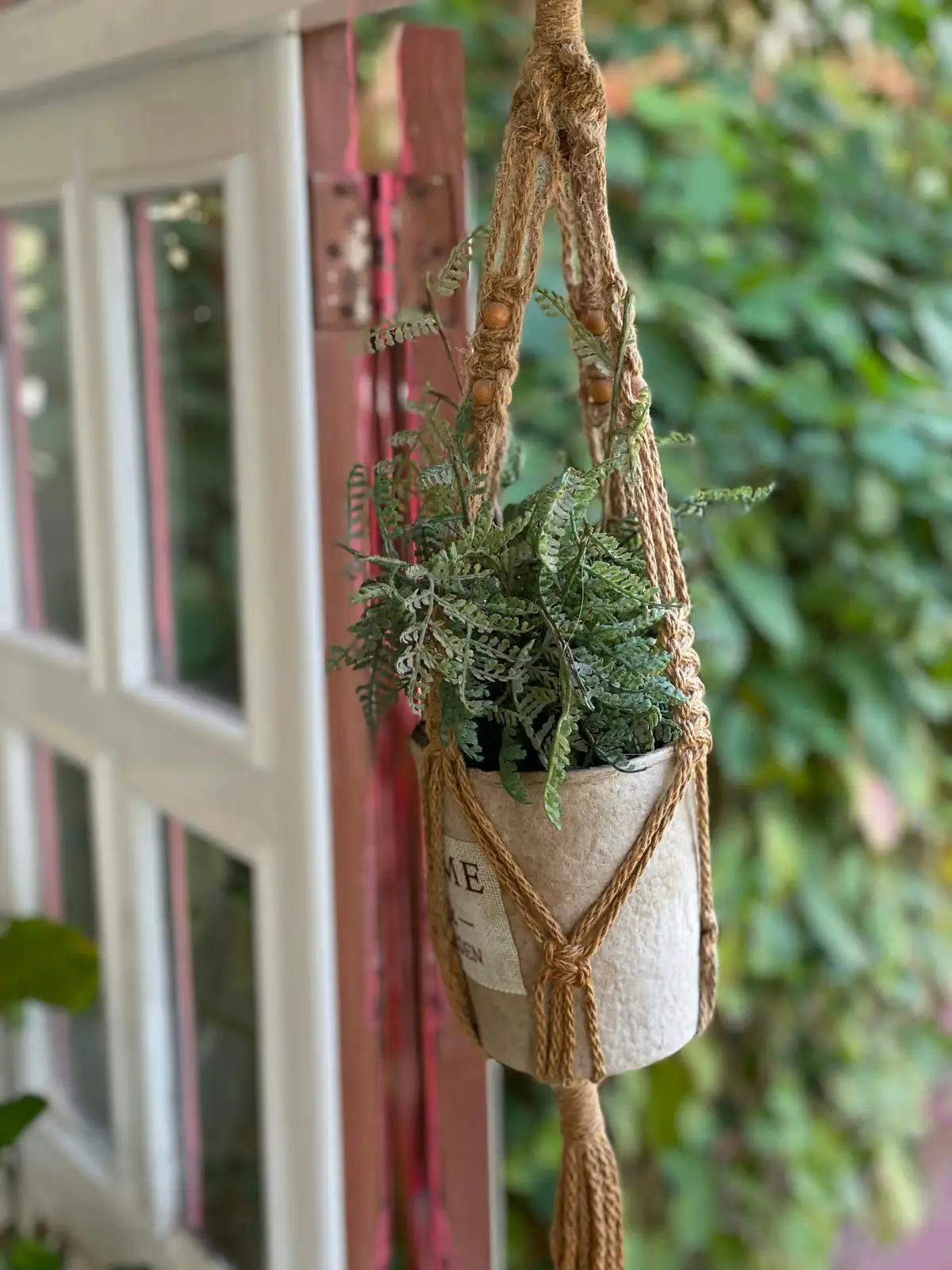 syngonium hanging basket window