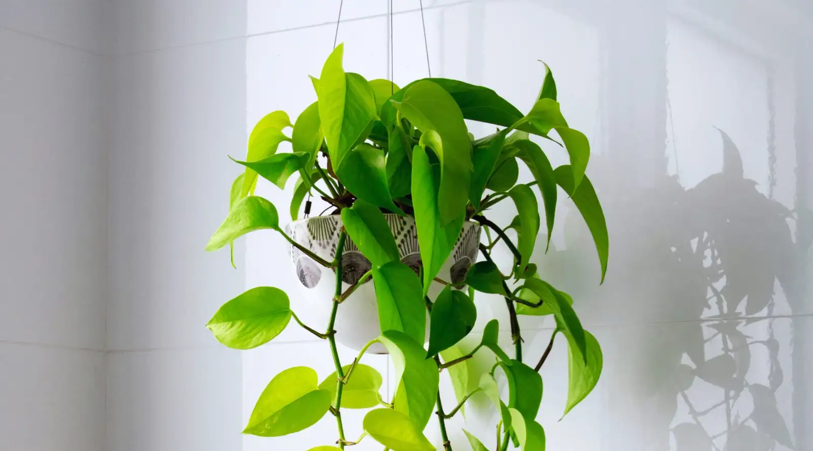 syngonium bathroom window hanging
