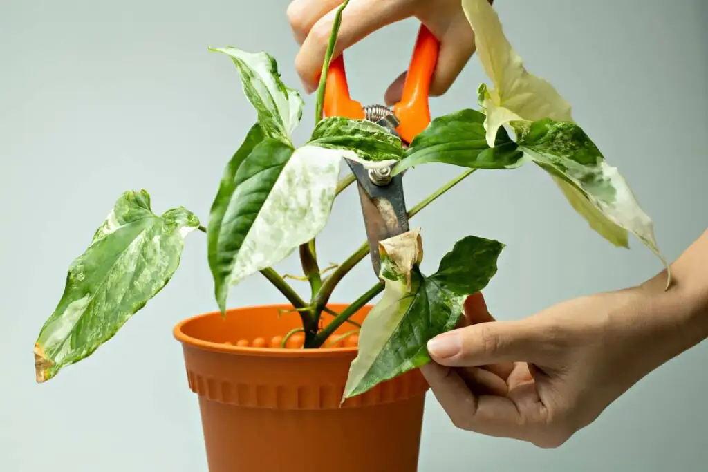 syngonium node cutting close-up