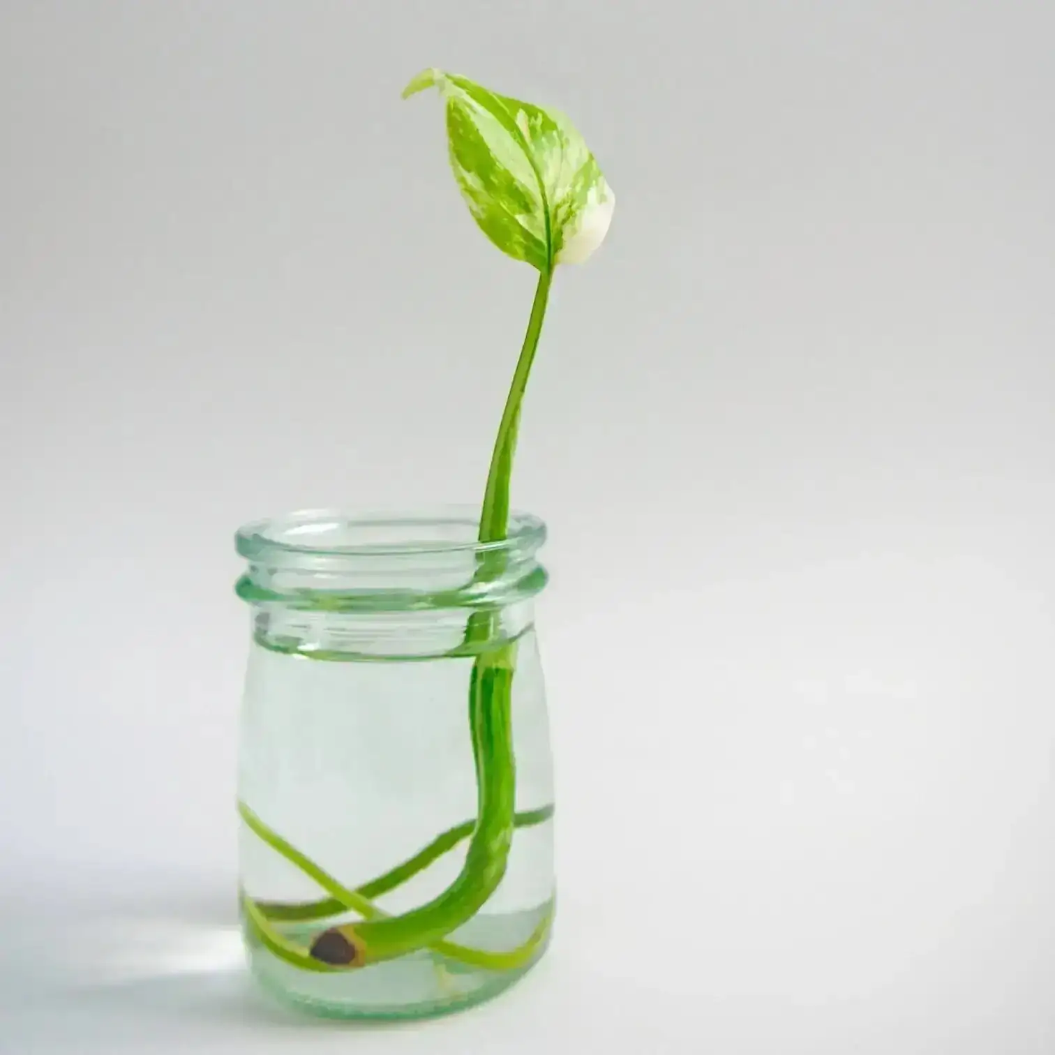syngonium water propagation jar
