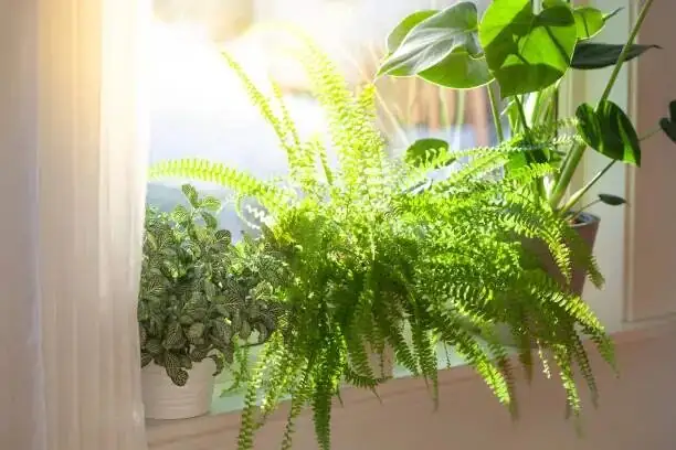 syngonium and cactus sunny window