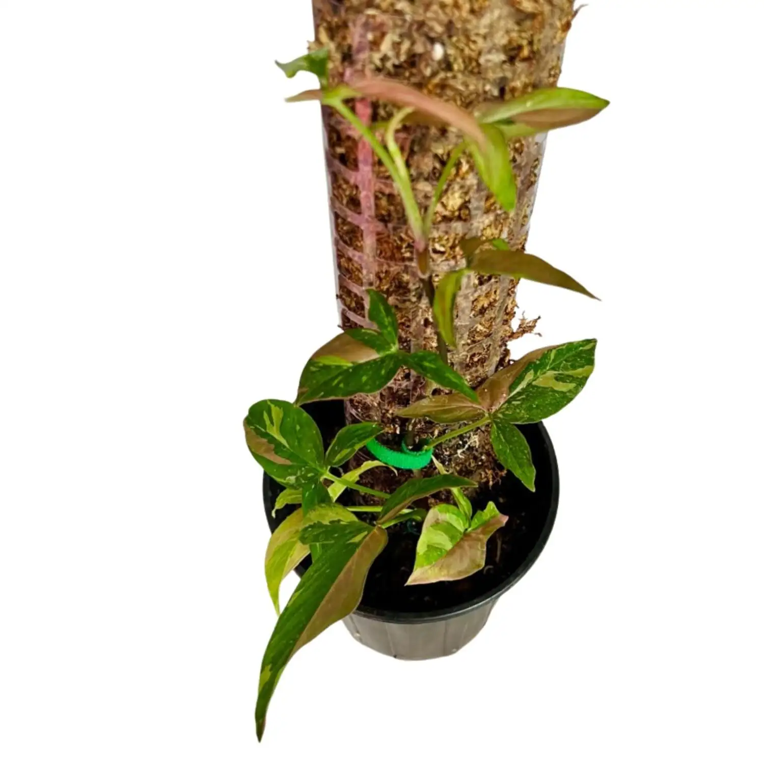 syngonium moss pole planter