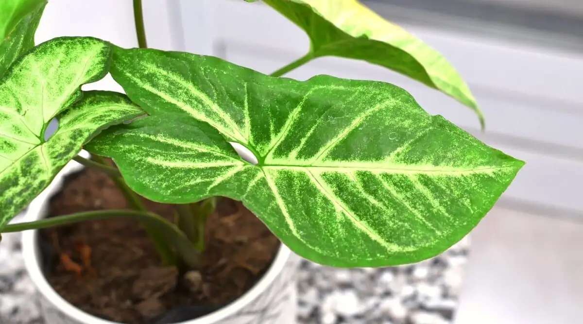 斑叶控集合：合果芋“白蝴蝶”“粉合”“白锦”养成笔记，如何不绿回？