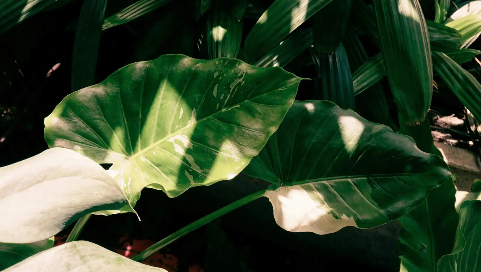 syngonium leaf sunburn close-up