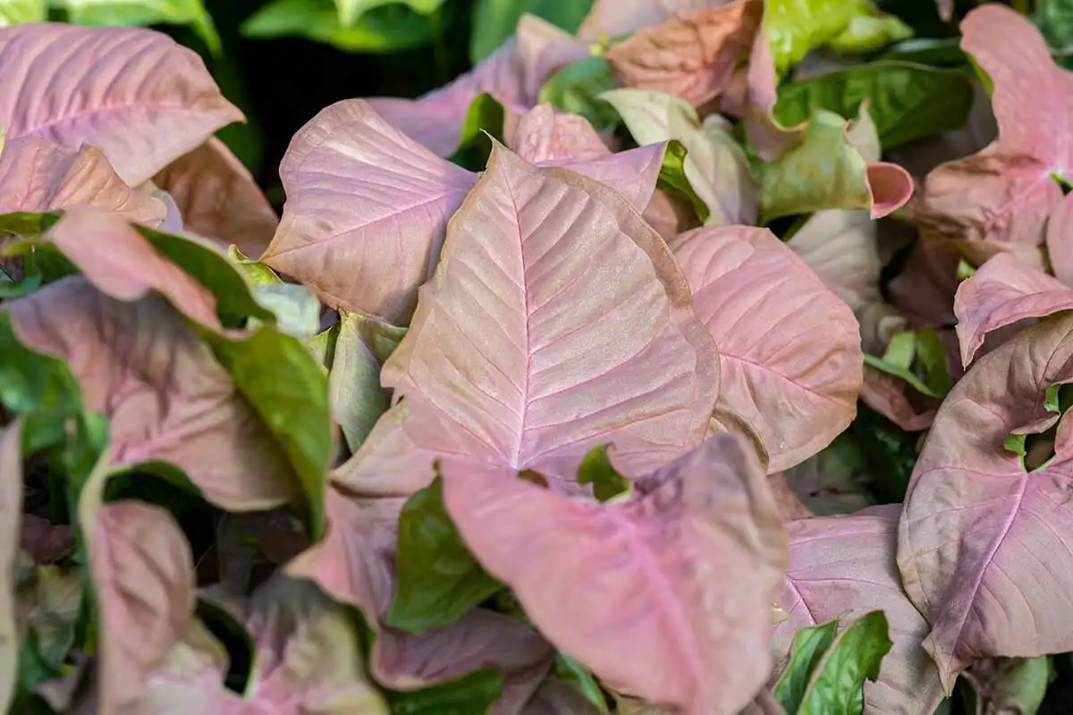 syngonium pink allusion leaf close-up