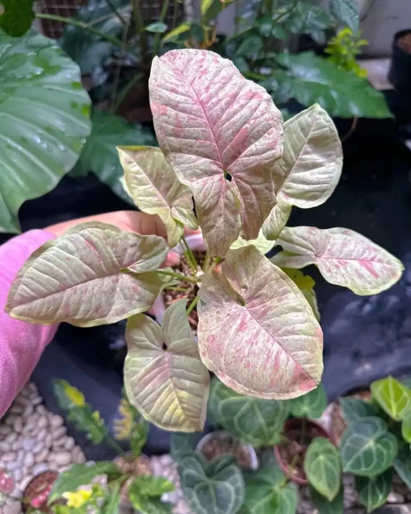 syngonium pruning with gloves