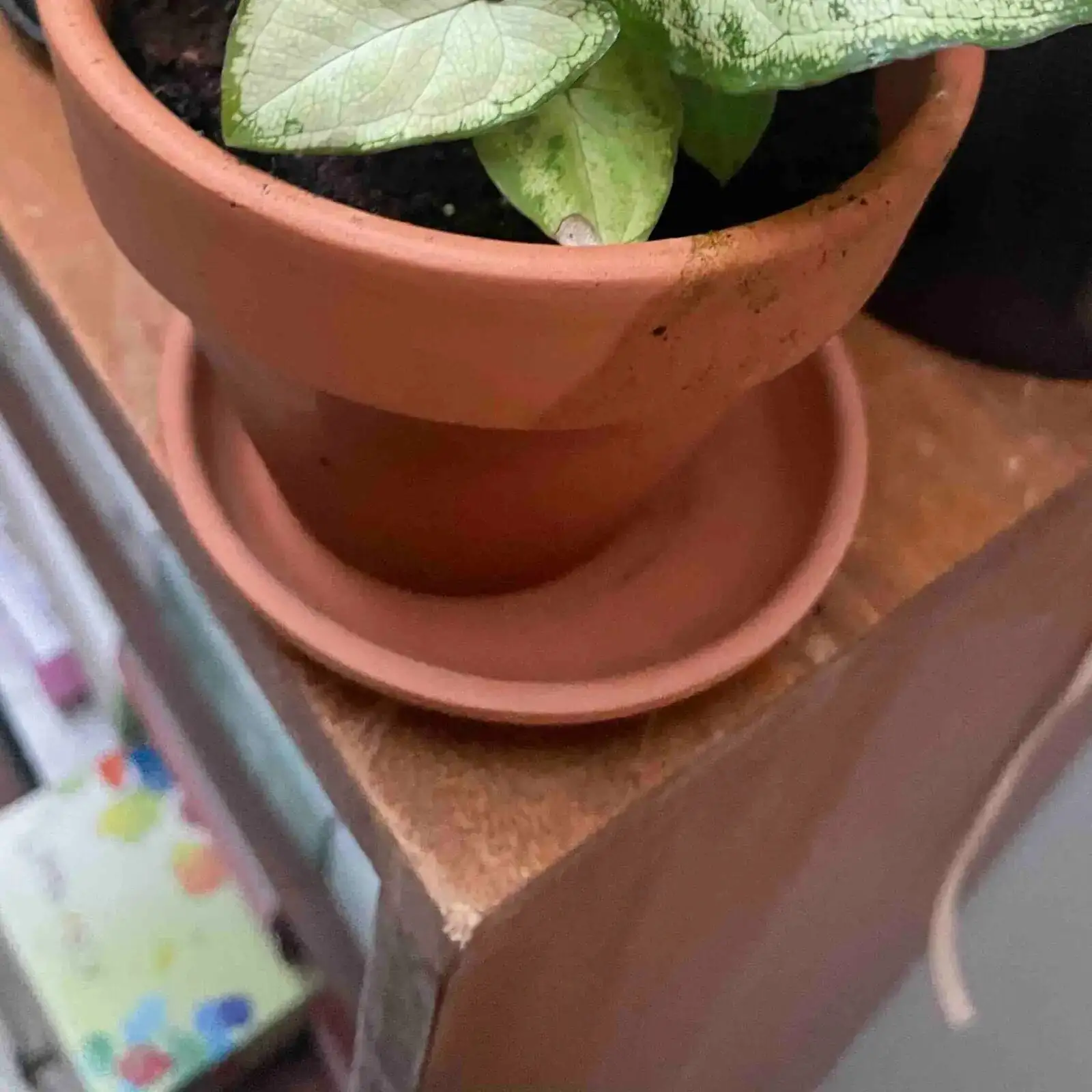 syngonium on high shelf cat