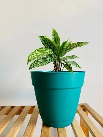 calathea maranta fittonia indoor shelf