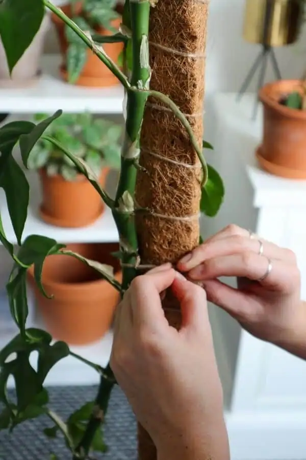 syngonium repotting with moss pole