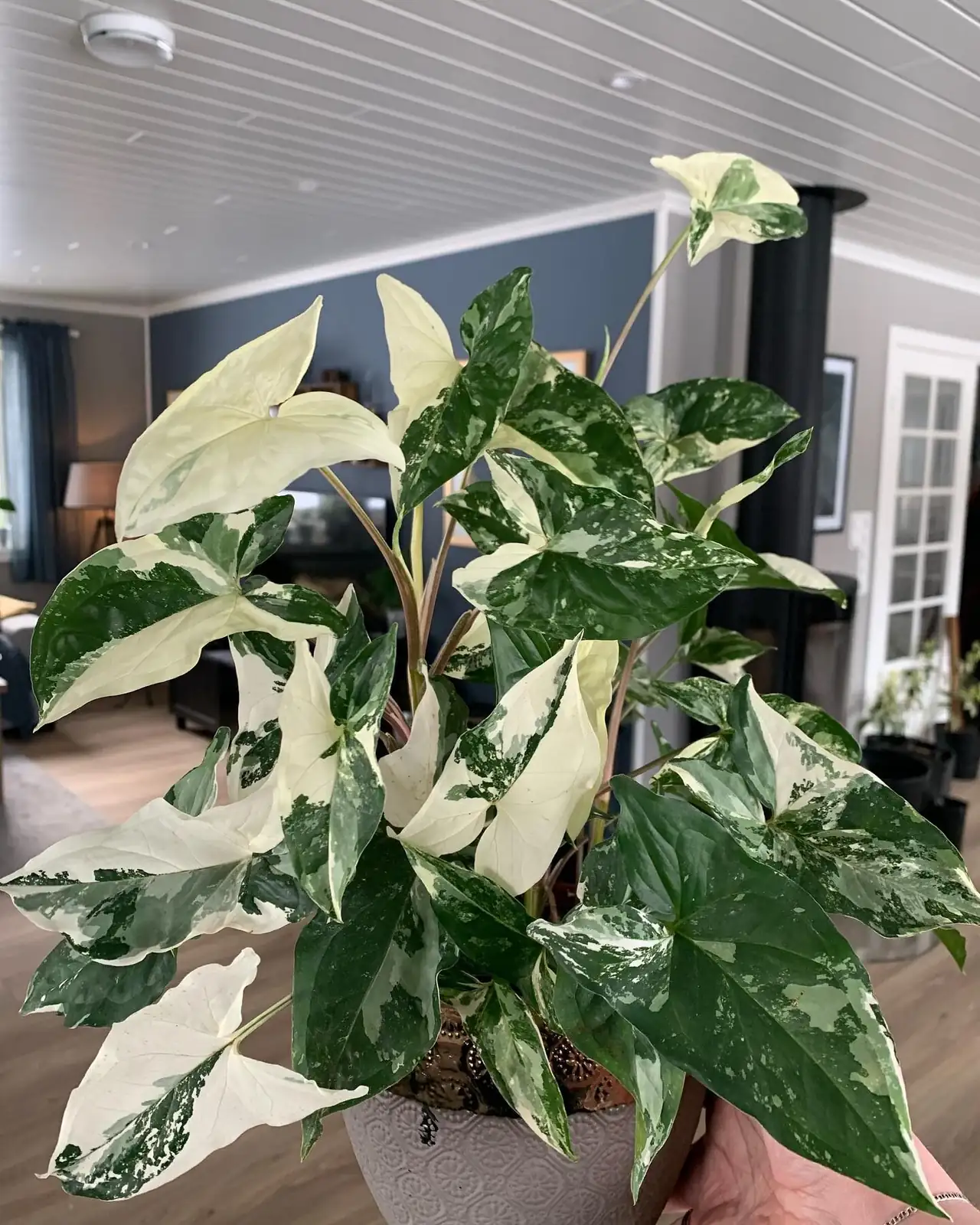 syngonium east window sheer curtain