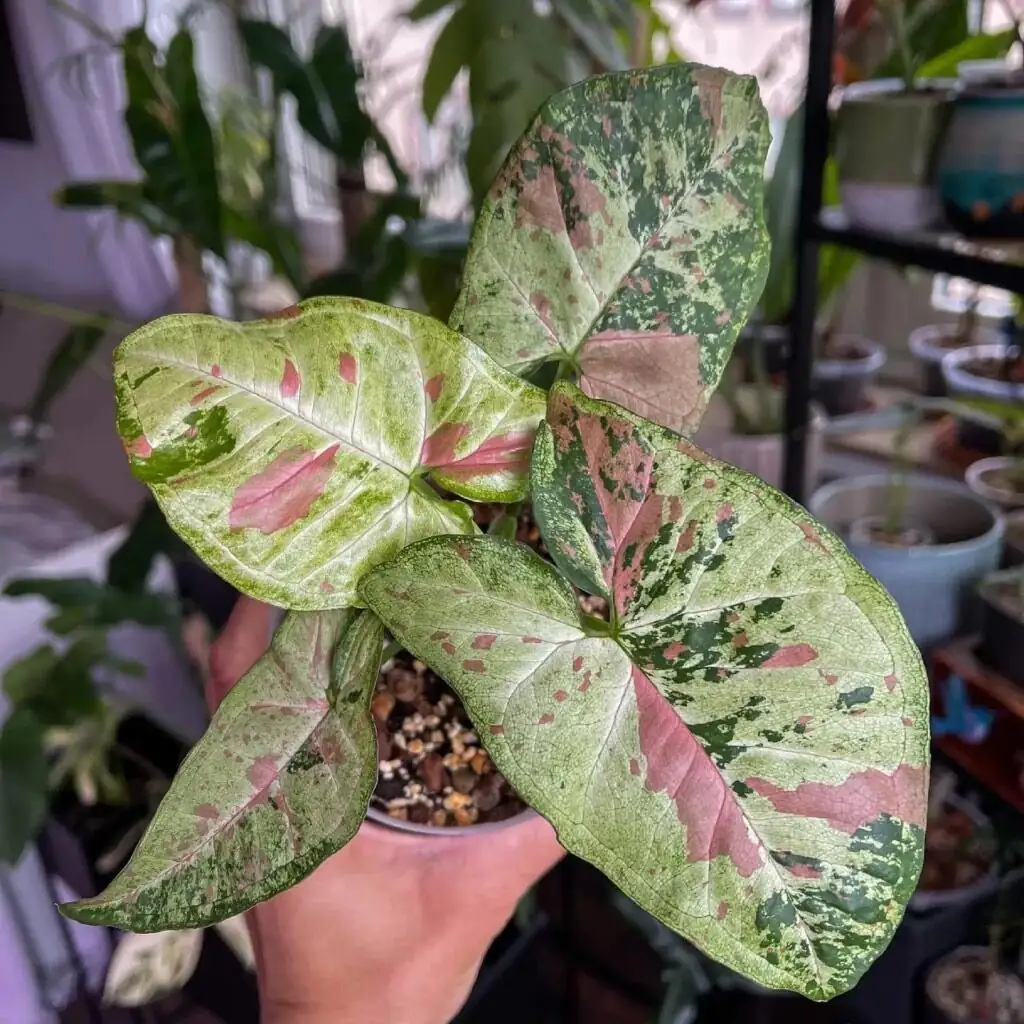 syngonium pruning with scissors