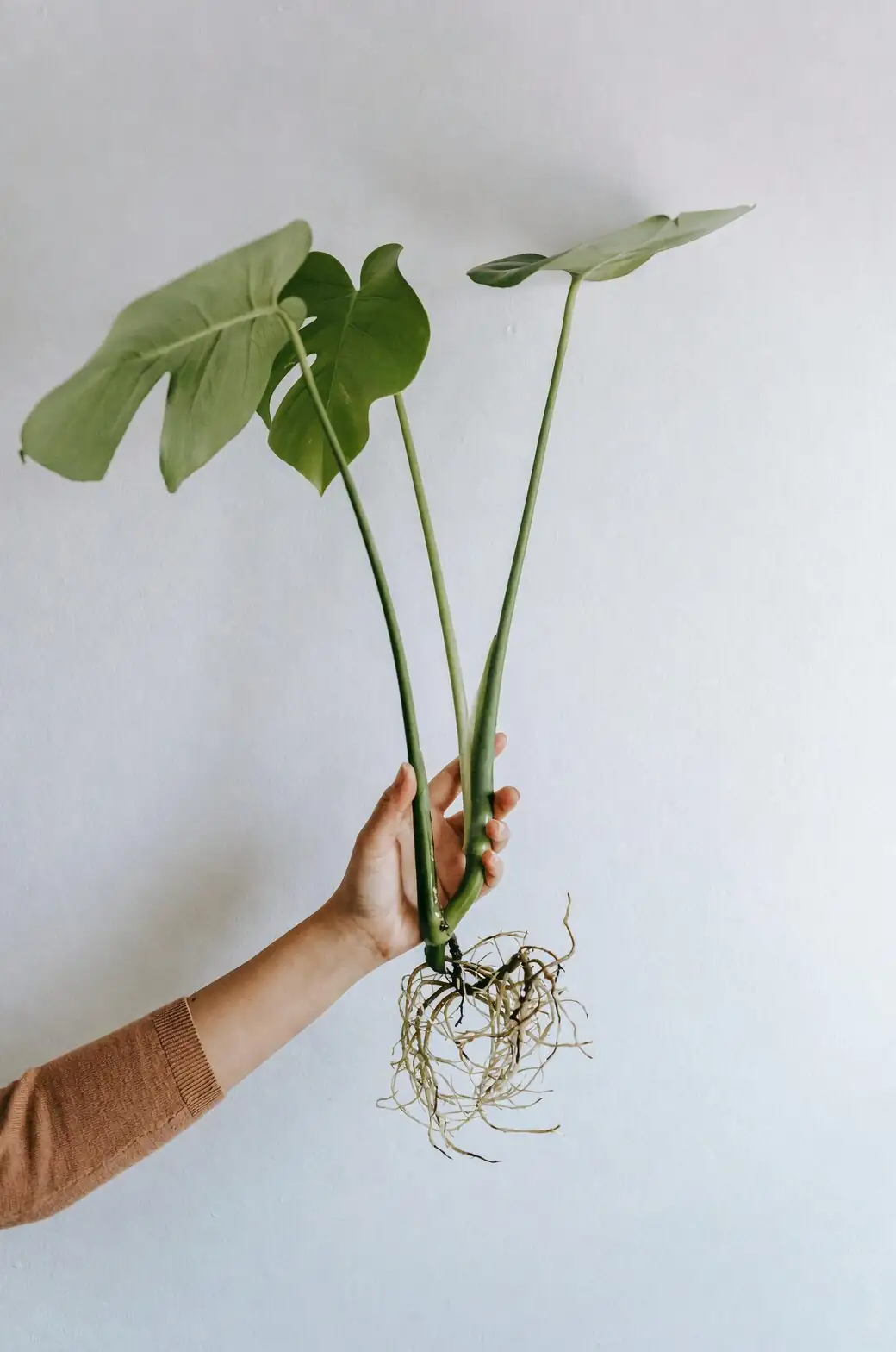 syngonium water propagation roots