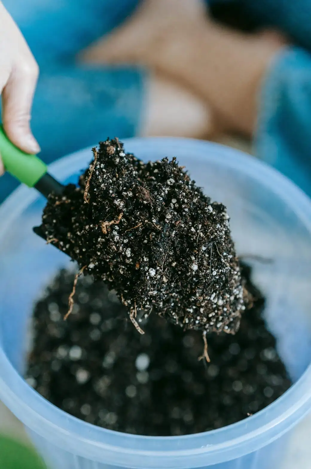 primula repotting soil mix close-up