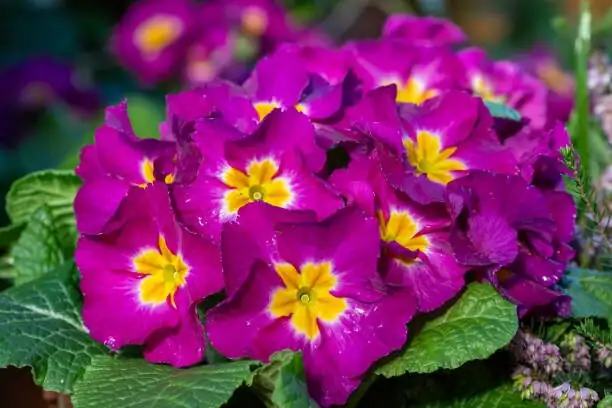 polyanthus primrose leaf spot close-up