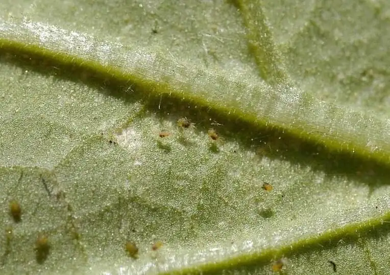polyanthus primrose spider mites leaf underside