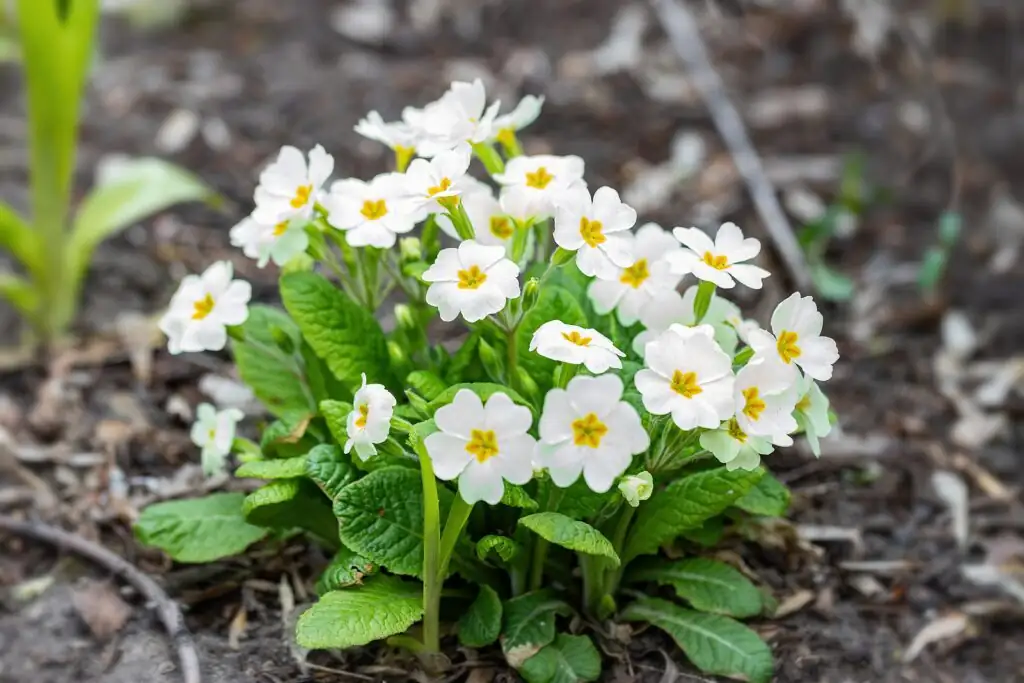 primula polyantha outdoor cool climate