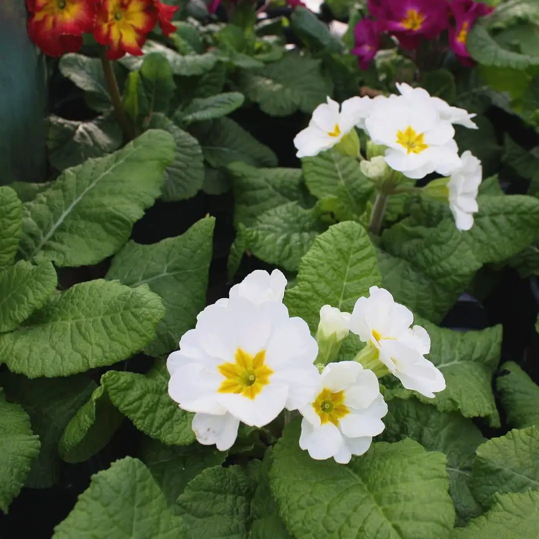 primula polyantha colorful varieties close-up