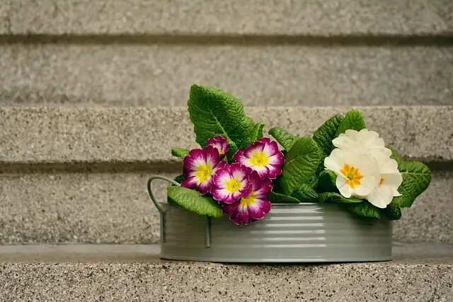 primula polyantha watering along rim