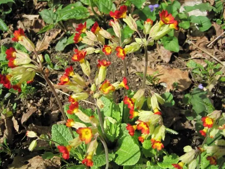polyanthus primrose garden early spring