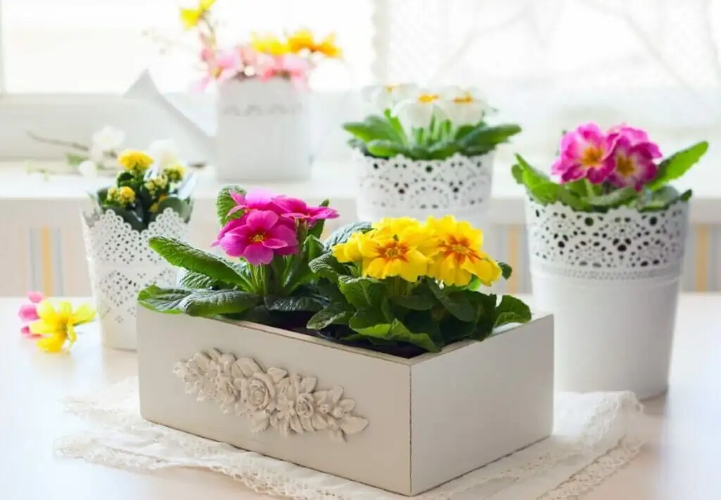 polyanthus primrose gift arrangement