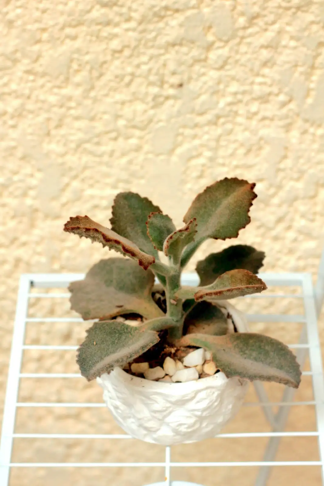 polyanthus primrose watering pot edge
