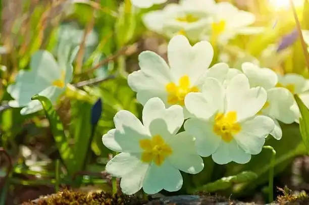 polyanthus primrose windowsill morning light