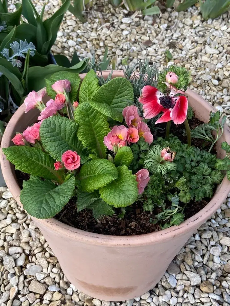 polyanthus primrose side watering