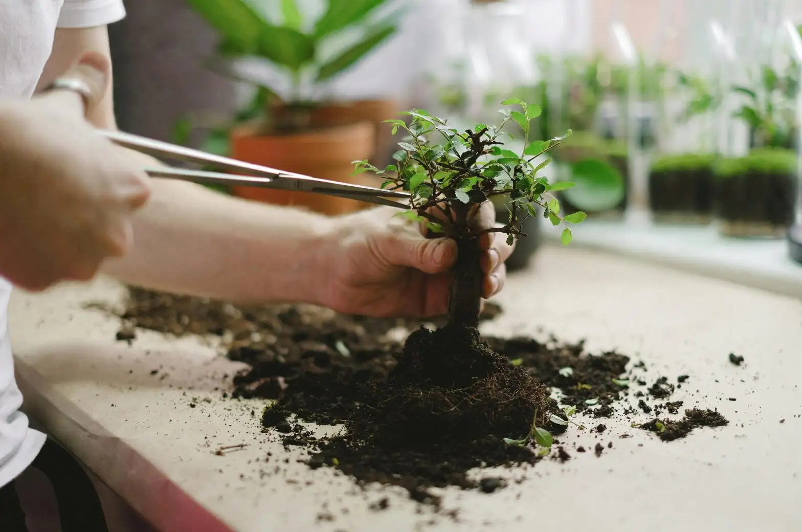 polyanthus primrose root division hands