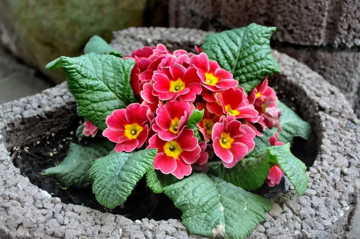 polyanthus primrose crown above soil