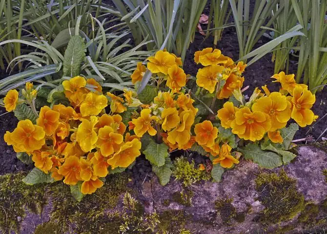 polyanthus primrose seeds surface sowing