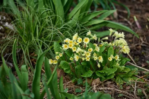 polyanthus primrose on east window