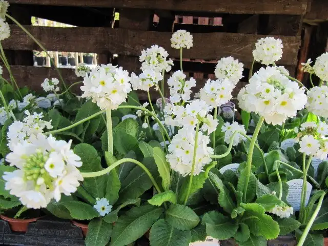 primula rosette leaves buds close-up
