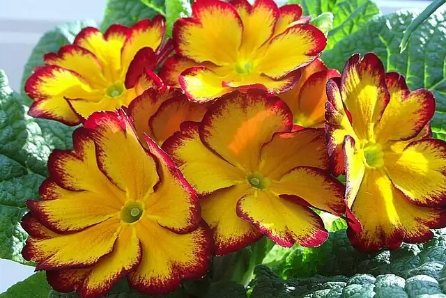 primula watering at pot rim