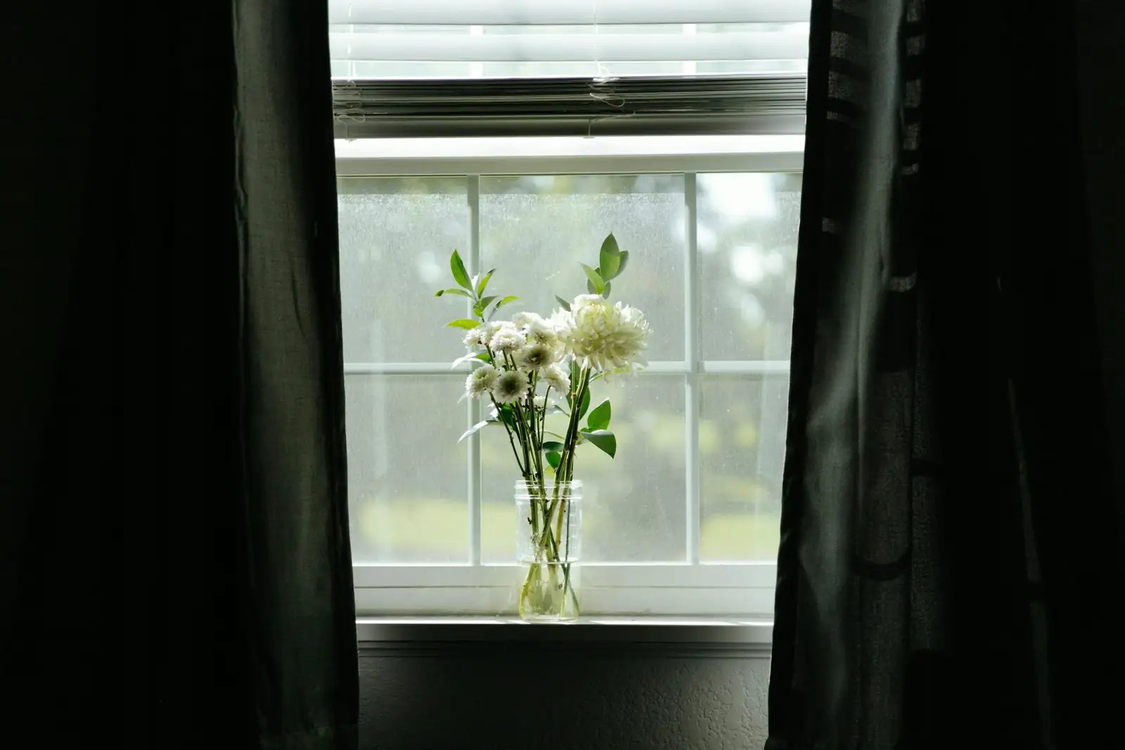 polyanthus primrose shaded windowsill