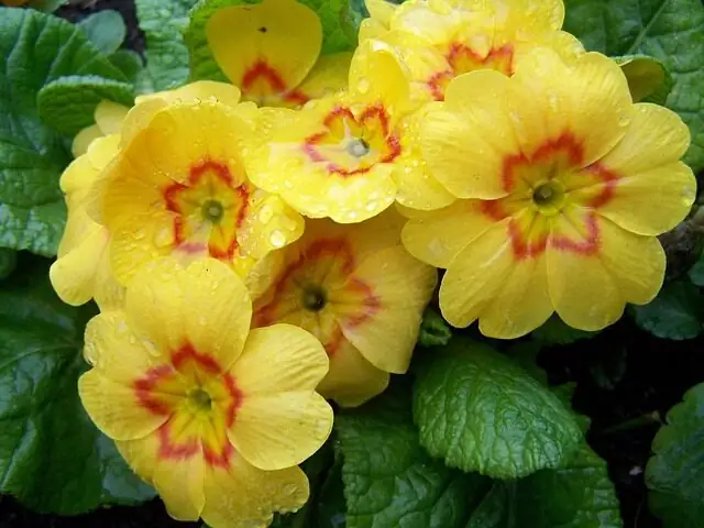 polyanthus primrose pot stand airflow