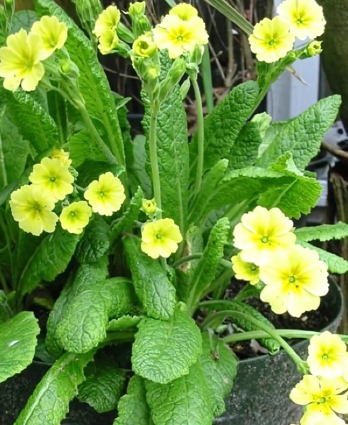 polyanthus primrose edge watering hands