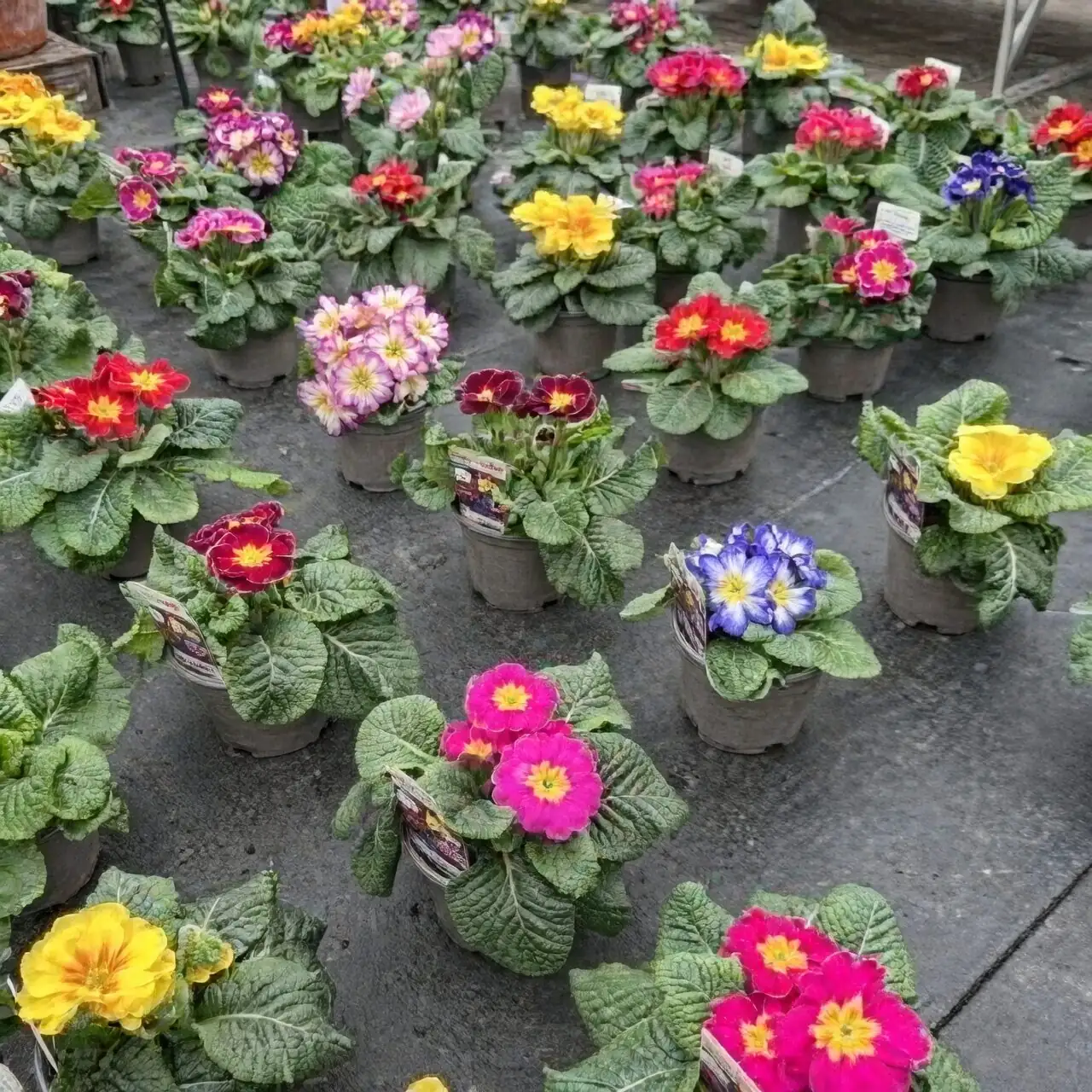 polyanthus primrose shade cooling spray
