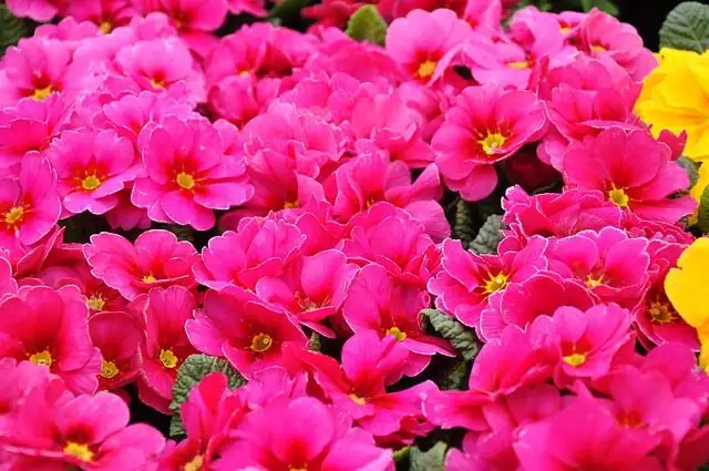 primula polyantha watering at rim
