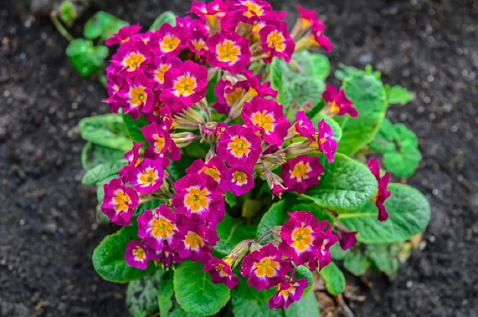 primula polyantha blooming cluster close-up