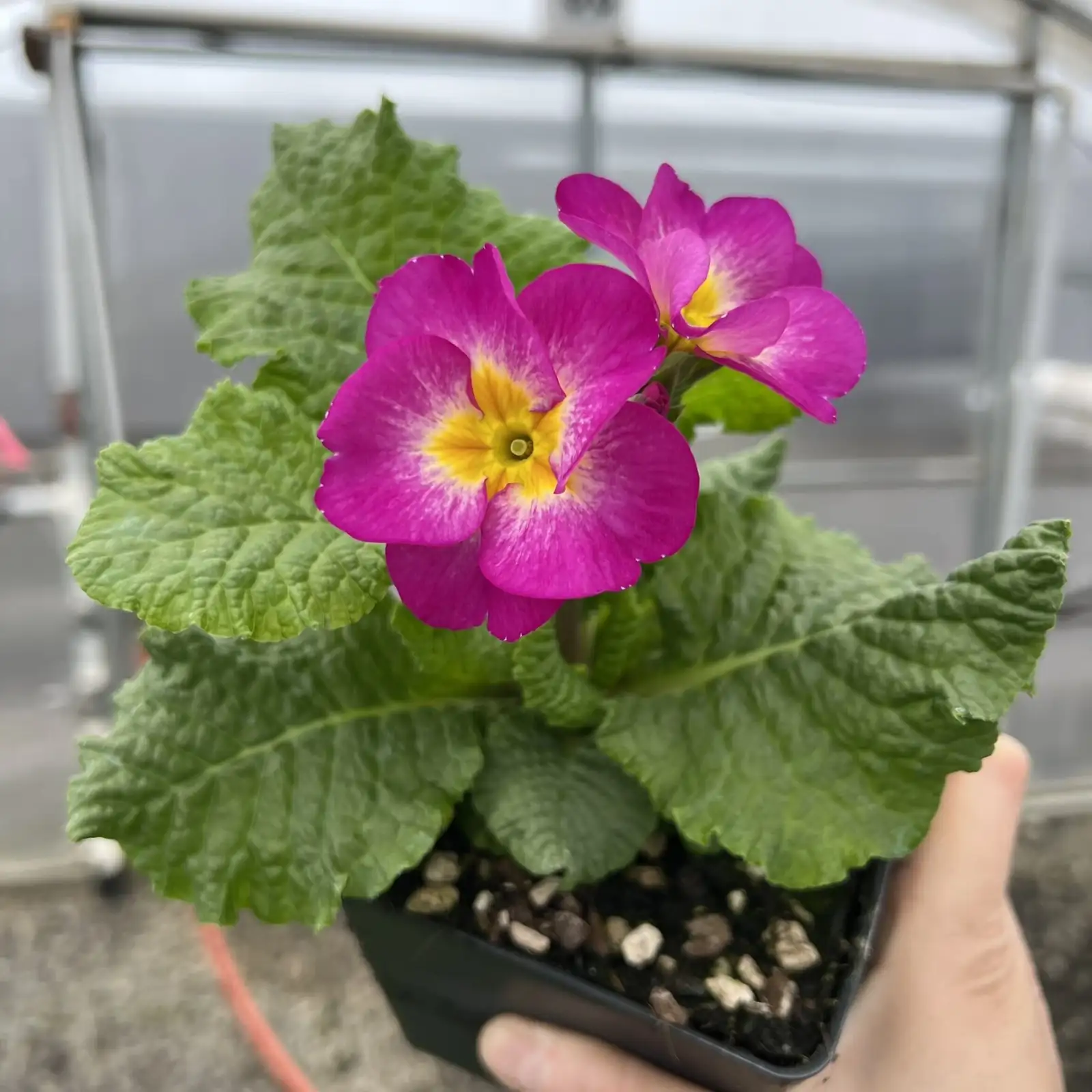 primula polyantha repotting perlite mix