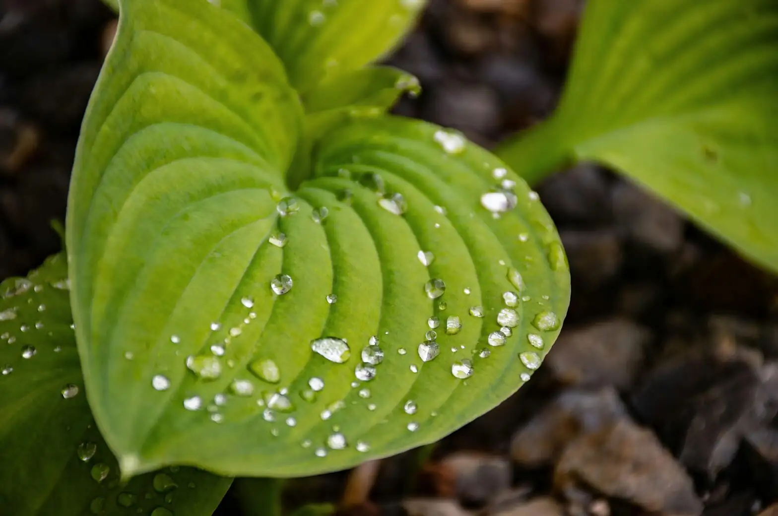 primula polyantha aphids leaf close-up